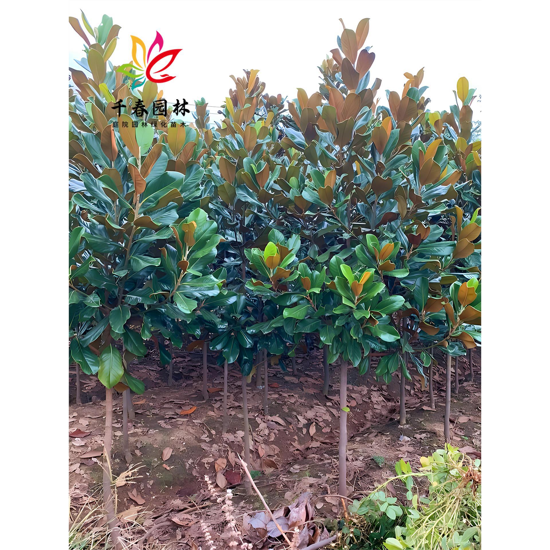 广玉兰树苗庭院园林行道耐寒四季常青绿化风景大树荷花广玉兰花树