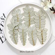 翻白叶 苇菱叶干花押花植物标本树叶子手工相框滴胶书签材料装饰