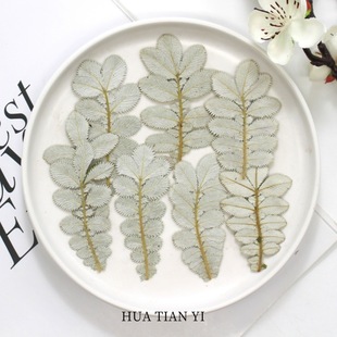 Flip white leaf reed rhombus leaf dried flower flower plant specimen tree leaf handmade photo frame drop glue bookmark material decoration