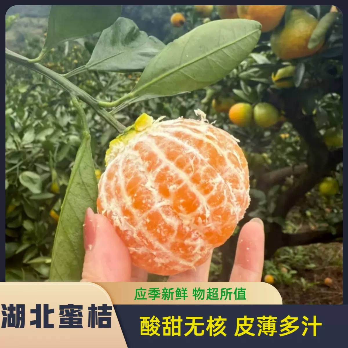 新鲜水果蜜桔薄皮无籽橘子直播电商供应链一件代发湖北当季供应链
