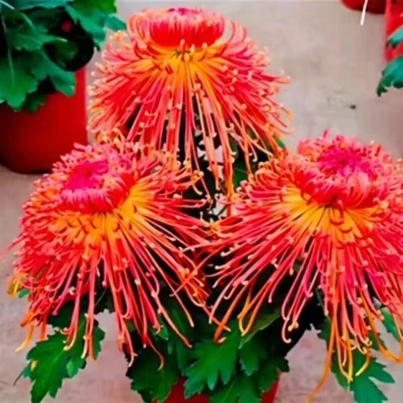 September Large Chrysanthemum Seedlings Potted Indoor Balcony Ground Planting Various Flower Seedlings Cold-Resistant and Heat-Resistant Golden Silk Large Chrysanthemum National Treasure Chrysanthemum