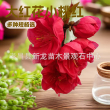 售紫叶碧桃看桃苗南京红紫叶碧桃庭院观赏植物园林工程用先花后叶