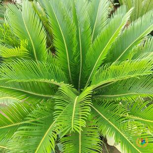 ���l?÷�ˇ�����r�F���~�F���F�l�Pβ���~�콶�~�F���~���K�F