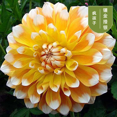 花のダリアの花はボールを植えます。|undefined