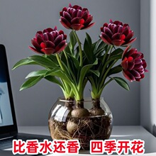 ��������ˮ���m�������Ժ��B�҃����ļ��ɷN�����_���̨��ˮ����