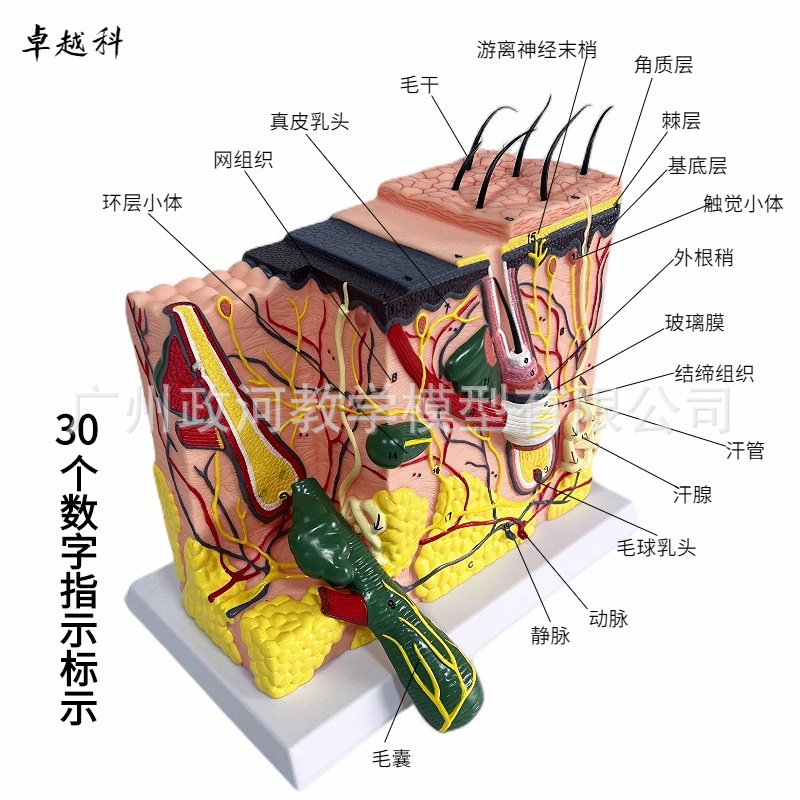 立体皮膚組織構造拡大モデル階層人体構造階層解剖金型美容整形毛髪|undefined