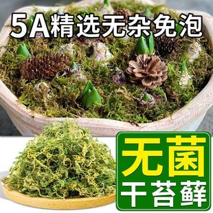 Wholesale dried Moss Moss Moss Moss butterfly orchid succulent Dendrobium nutrient soil seedling grafting Turtle winter sleeping cushion