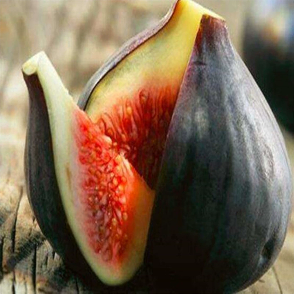 Рис саженцы Альма инжира рассады горшечные посадки двор балкон посадка саженцы плодов текущего года