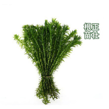 金鱼草水草 金鱼草水草品牌 图片 价格 金鱼草水草批发 阿里巴巴