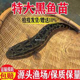 黑鱼苗乌鳢鱼淡水养殖食用好养生财鱼苗杂交凶猛鲜活观赏鱼乌鱼苗