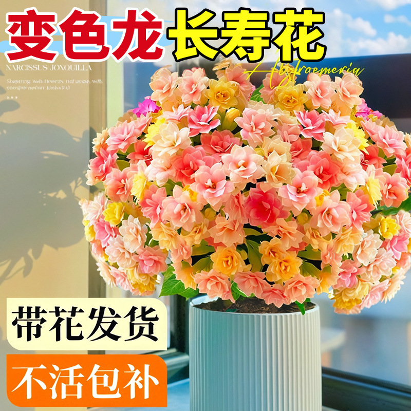 Potted Longevity Flower with Double Petals, Chameleon Large Flower with Buds, Easy-To-Grow Indoor Flower, Blooms All Seasons, Green Plant Potted Longevity Flower with Double Petals, Chameleon Large Flower with Buds, Easy-To-Grow Indoor Flower, Blooms All Seasons, Green Plant