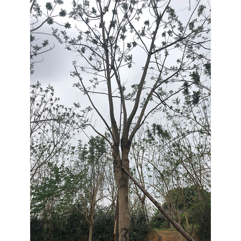 蓝花楹 成都园林绿化苗木 观赏树 落叶行道树 蓝花风景树 庭荫树