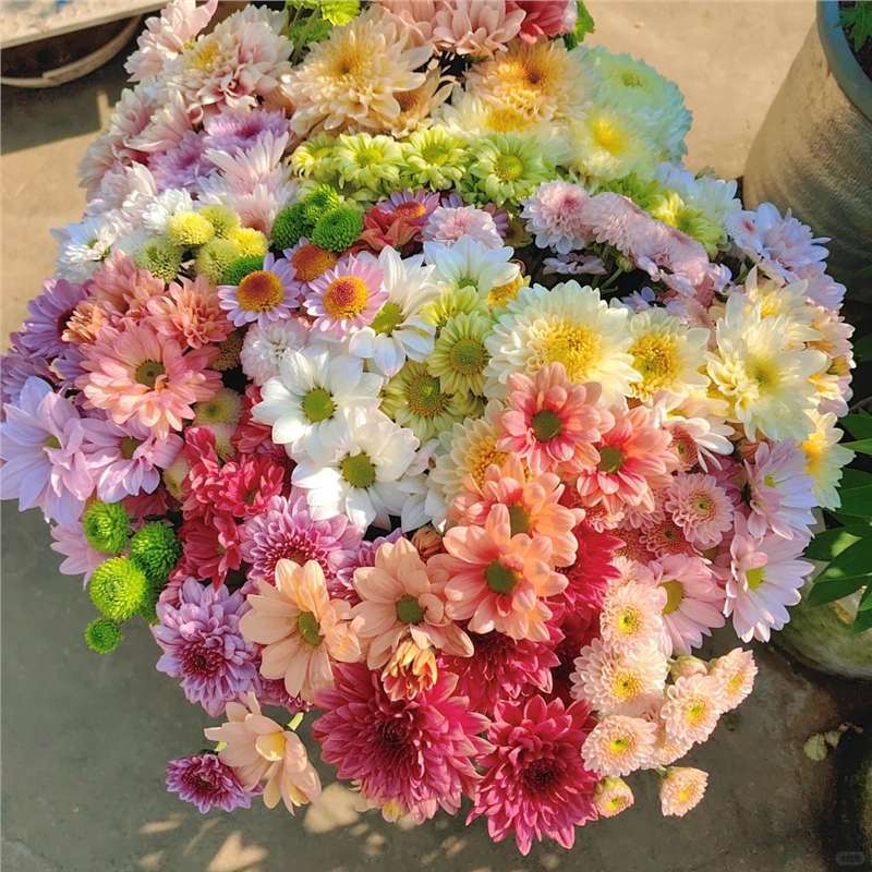 包对版新品切花菊花苗爆花花卉观赏花苗耐寒好养菊花盆栽多季开花
