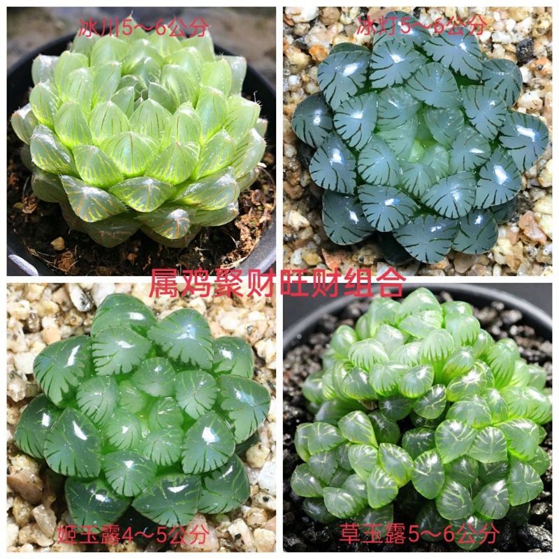 빙하 + 지유루 + 풀옥이슬 + 얼음등불(닭)