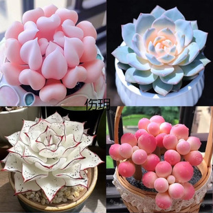 Beginner's Collection of Pure Love Combination, Red Dragonfly Silhouette of Thousands of People, New Succulent Plant Potted Plant, Easy to Maintain
