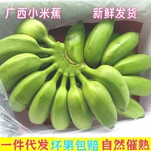 广西小米蕉香蕉批发整箱芭蕉非粉蕉海南蕉产地直供包邮水果香甜