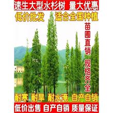 水杉苗水杉树苗 云杉池杉小苗 落羽杉中山杉树苗水松苗速生水杉苗