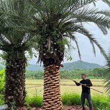 福建加拿利海棗基地批發 1-4米桿規格齊全園林綠化棕櫚樹產地報價
