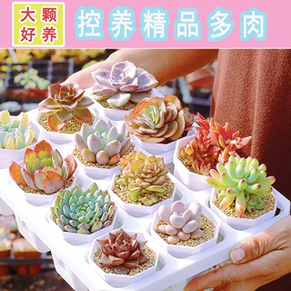 精品控养多肉原盆土基地直销办公室可爱肉肉植物原盆栽好发货