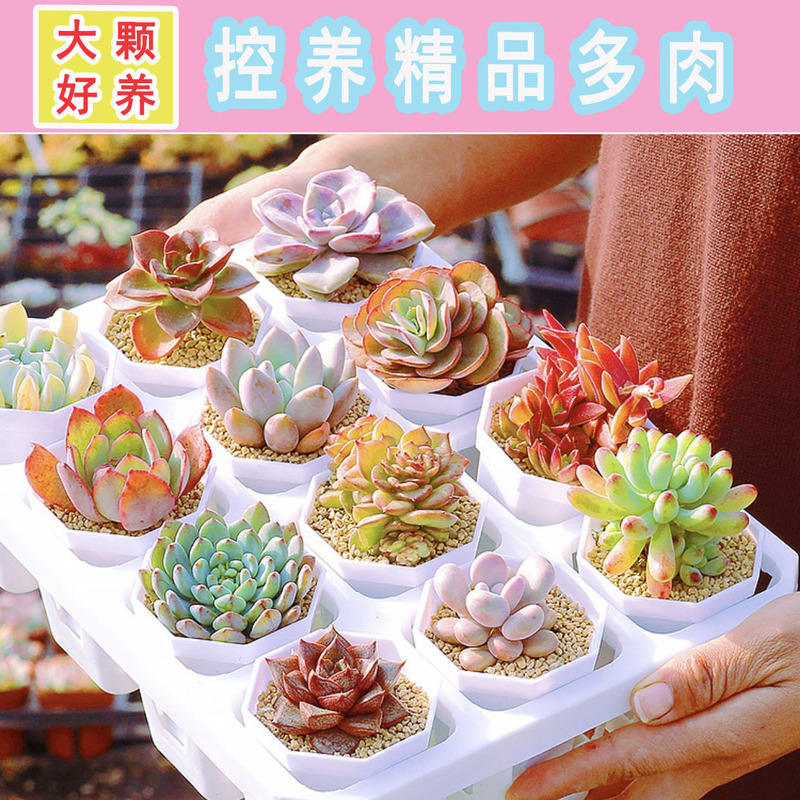 High-Quality Controlled Succulent Original Pot Soil Base Direct Sales Office Cute Succulent Plant Original Potted Plant Ready for Delivery