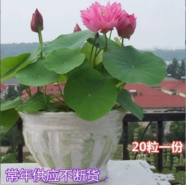 盆栽;种子;花盆容器