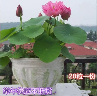 �ɻ��N���_��ˮ��ֲ����ɏ˯ɏˮ������ɏ�ӻ������l����ɏ����