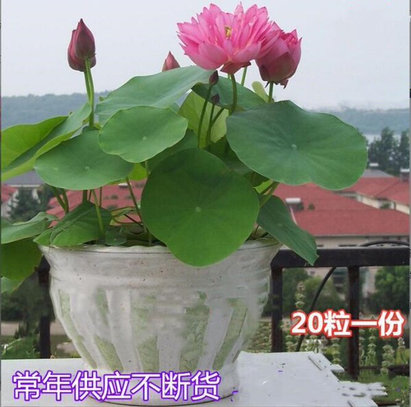 Lotus seed opening hydroponic plant bowl lotus Sleeping lily aquatic…