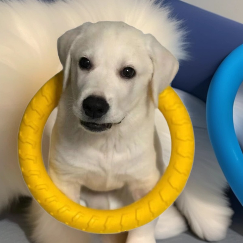 Labrador Puppies, Live Large Dogs, Purebred Dogs, Guide Dogs, Working Dogs, Pet Dogs, Patrol Dogs, Puppies