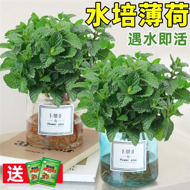 메인 사진 민트 2개 [투명 + 파란색 유리병] + 무료 크리스탈 머드 + 무료 캠프