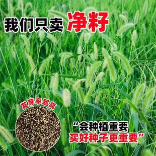 ��β�ͲݷN����Ұ�ݷN�s�ݷN�ѹ�β�ݷN�ͺ��G���^�p�����o������