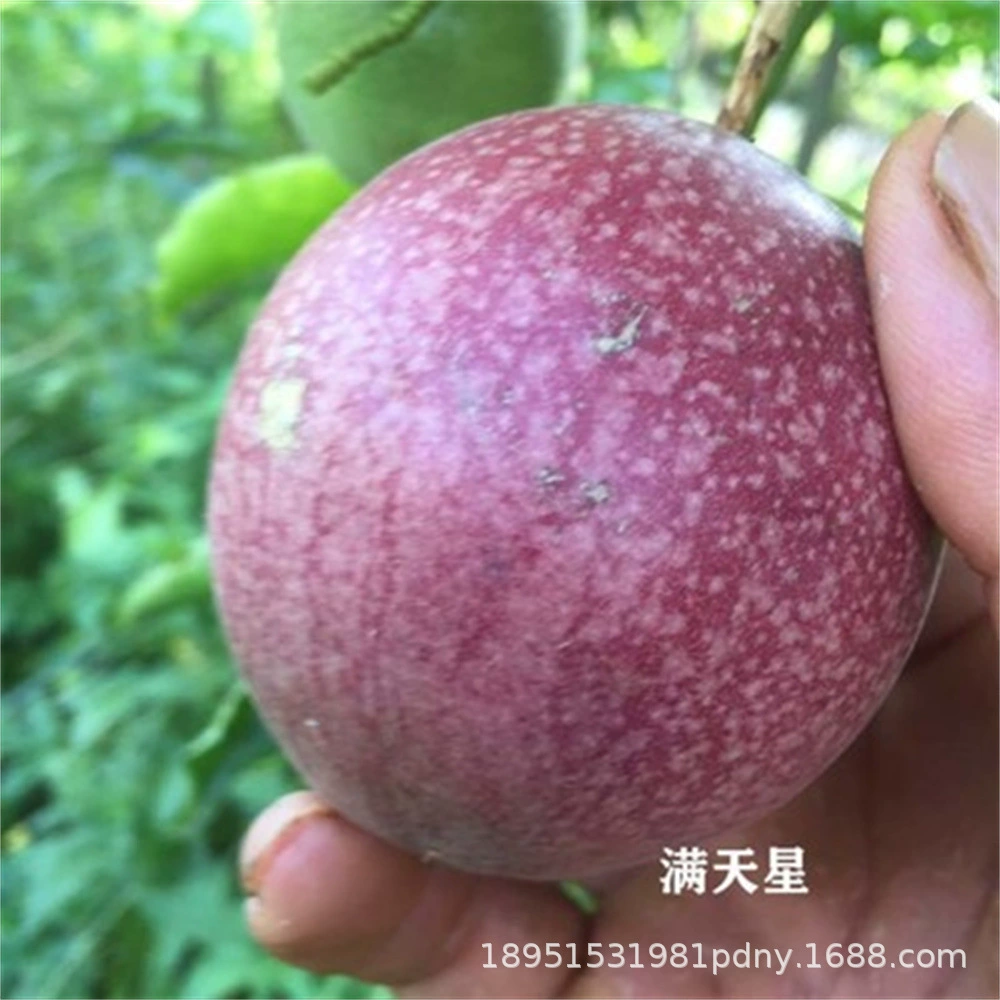 Канадская красная кожа красное мясо маракуйя саженцы Золотой Фиолетовый Тайваньские фермеры маракуйя саженцы в горшках