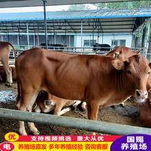 改良鲁西黄牛肉牛犊南方地区哪里有养殖的吗卖多少一头小牛犊