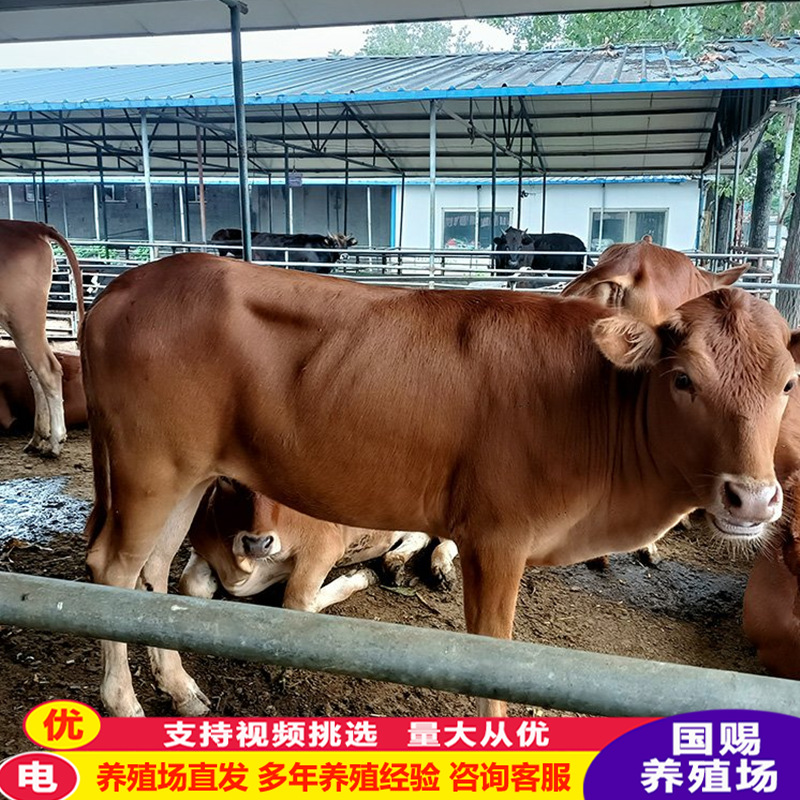 改良鲁西黄牛肉牛犊南方地区哪里有养殖的吗卖多少一头小牛犊