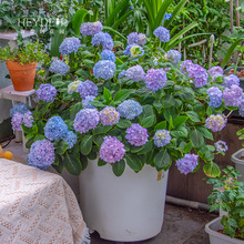 阳台花园花园海蒂的植物盆栽大花绣球花苗无尽夏旗舰店海妈绣球花