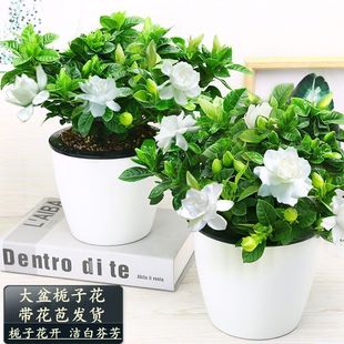 [Large Pots of Gardenias with Buds Shipped] Gardenia Potted Indoor Florals and Green Plants Hydroponic Plants
