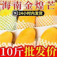 芒果现摘海南芒果树熟新鲜特大果孕妇水果金煌厂家一件代发