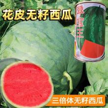 boSaoϷNƷ䌚8̖ƤsϷN