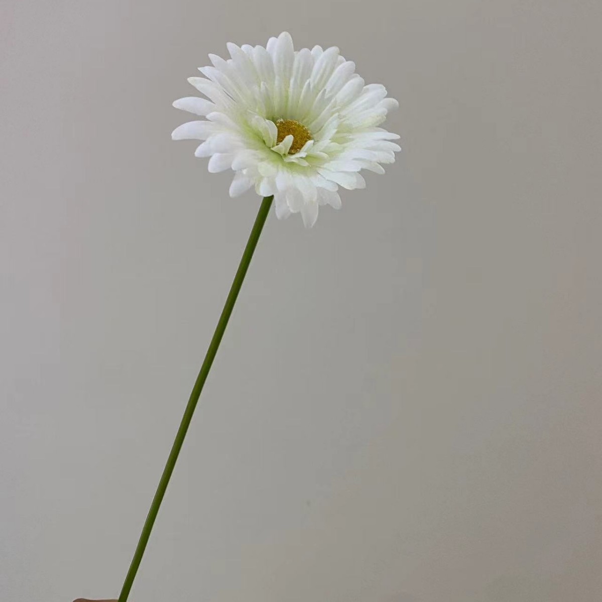 화이트