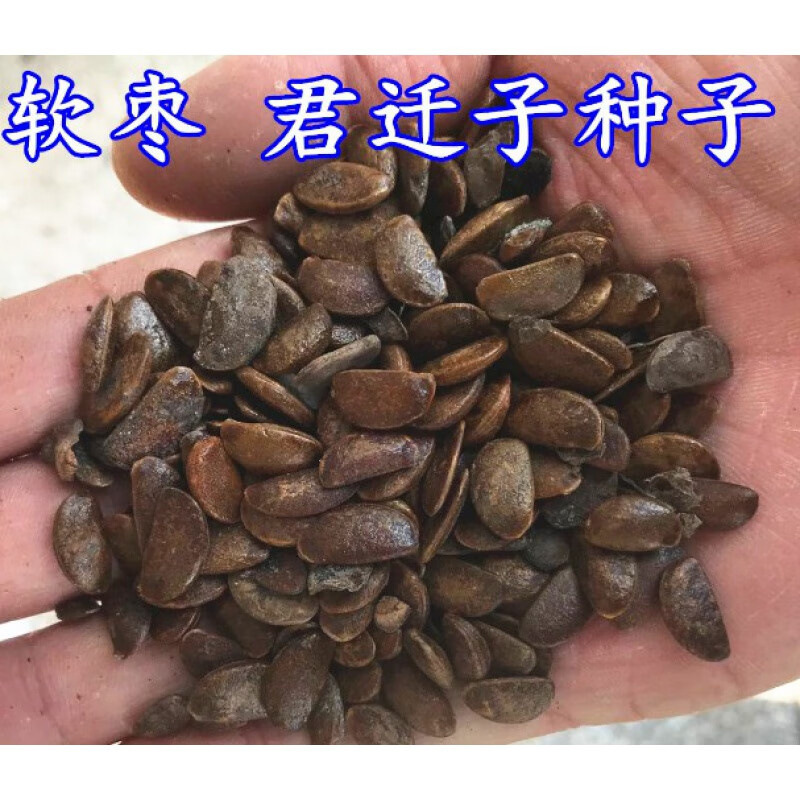 猕猴桃树种子果苗红心软枣猕猴桃苗徐香嫁接南北方种植庭院水果树