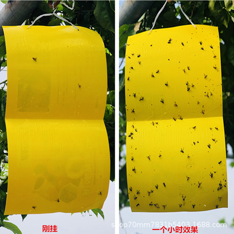 a05fed034d62_å ¯&ae