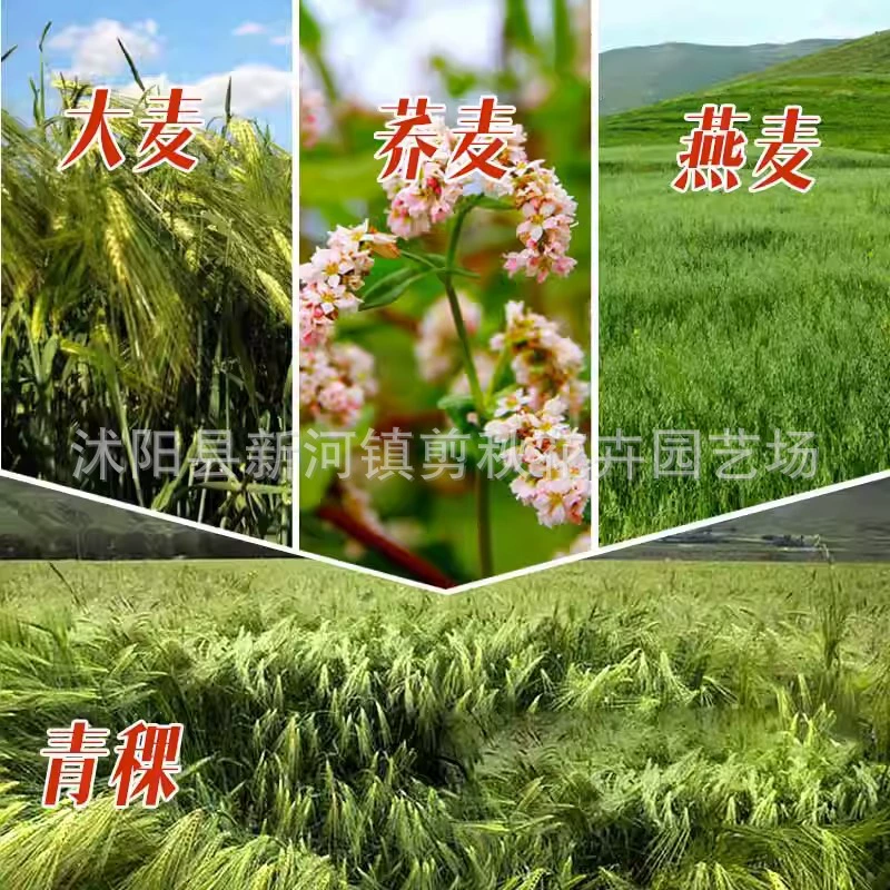 Гречневая крупа Нектар семян Ростки Рассада Горькая Сладкая гречиха Высокоурожайные семена корма для крупного рогатого скота и овец, устойчивость к холоду и соли