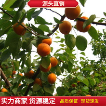新杏子種子  果樹杏樹種子 杏核 家杏種子 山杏種子
