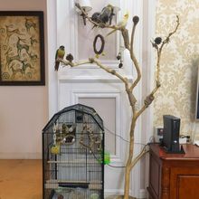 �ɘ�֦ԭľ辸��B�������W�^վ��ˇ�g��֦��ľ��ɼܵ�������b�