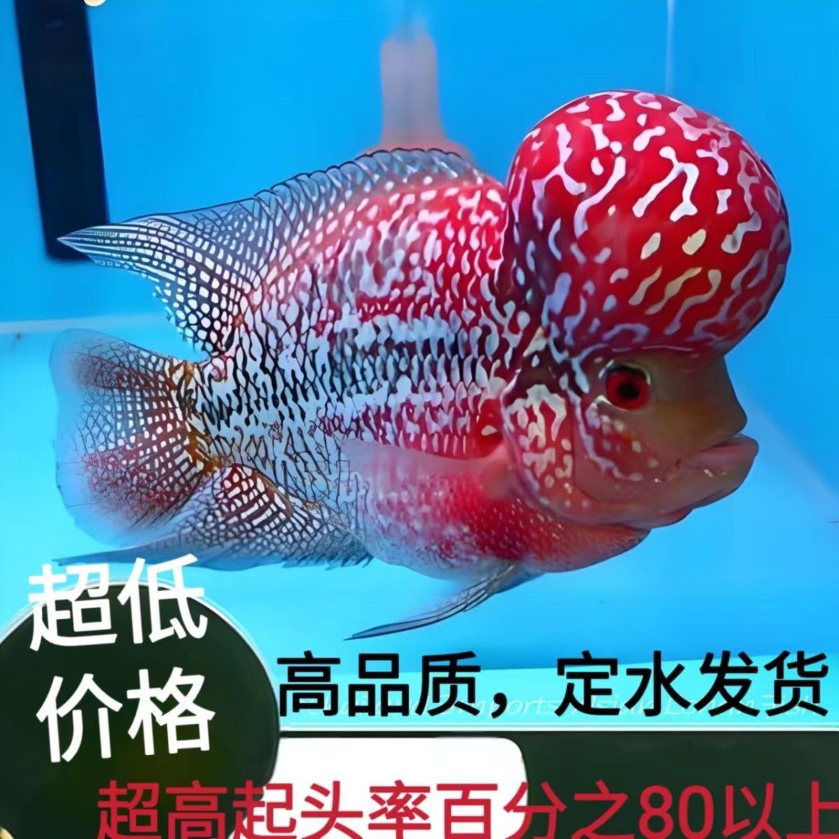 进口罗汉鱼热带鱼爆头率高耐养耐活观赏鱼长寿正宗鱼苗精品