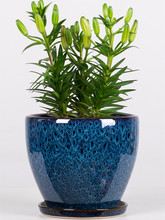 ӺմɼÎwбPش̖滨ܾG}mGֲ