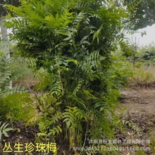 绿化苗木基地直销 优质珍珠梅小苗 工程苗 规格齐全 珍珠梅树苗