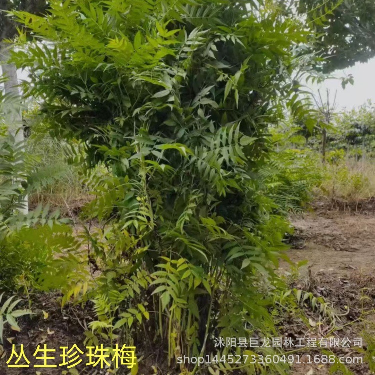绿化苗木基地直销 优质珍珠梅小苗 工程苗 规格齐全 珍珠梅树苗