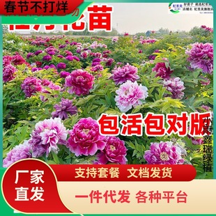 һ�����lĵ����������������ꖎ�����ĵ�����N�����p֦�ذ껨��ĵ