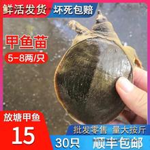 5到8两外塘甲鱼苗中华鳖苗30只顺丰外塘水鱼货真价实水产鲜活批发