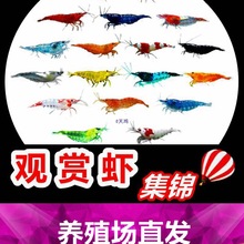 七彩观赏虾淡水晶虾樱花极火蓝宝石黑壳虾除藻工具米虾宠物虾